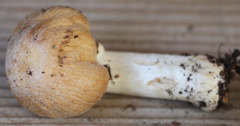 Cortinarius caperatus