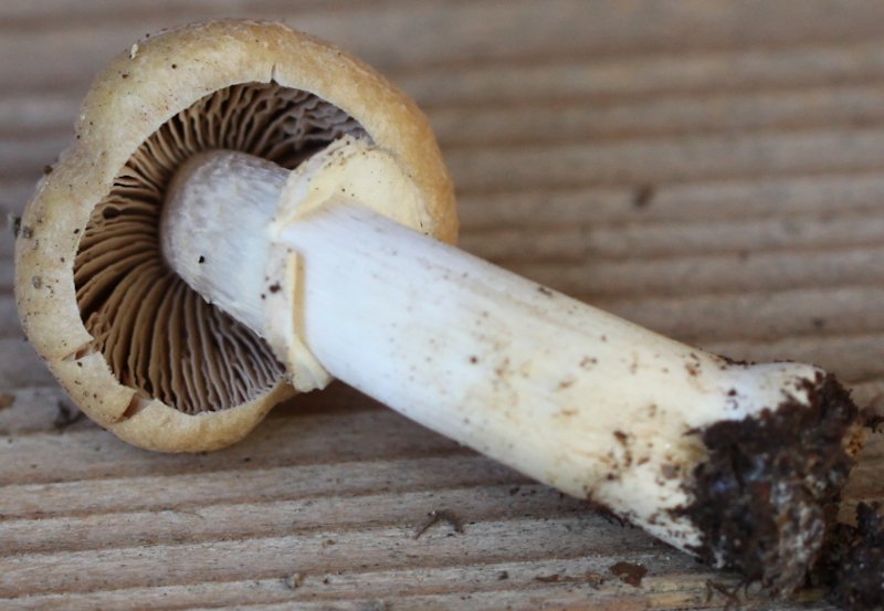 Cortinarius caperatus