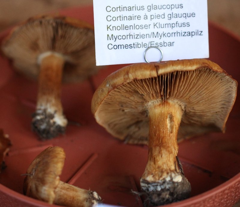 Cortinarius glaucopus