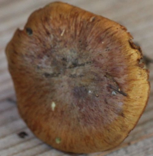 Cortinarius glaucopus