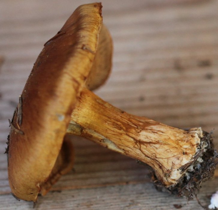 Cortinarius glaucopus