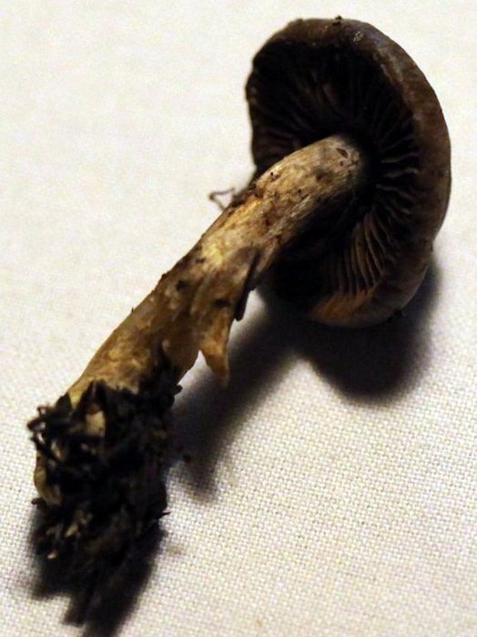 Cortinarius infractus