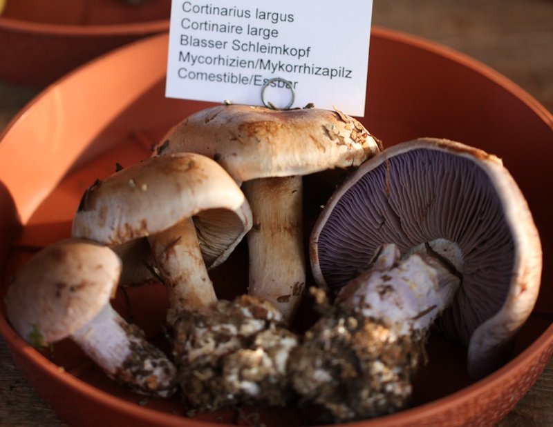 cortinarius largus