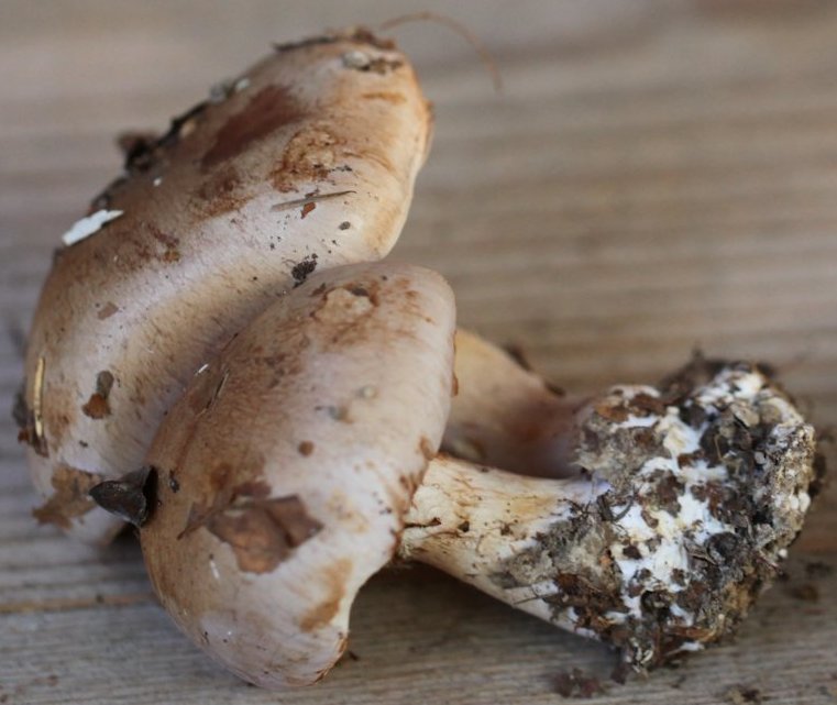 cortinarius largus