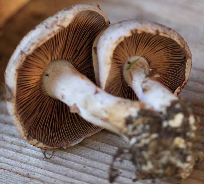 cortinarius largus