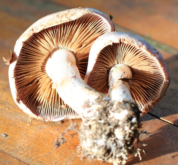 cortinarius largus