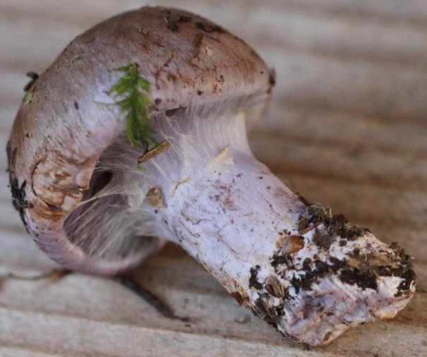 cortinarius largus