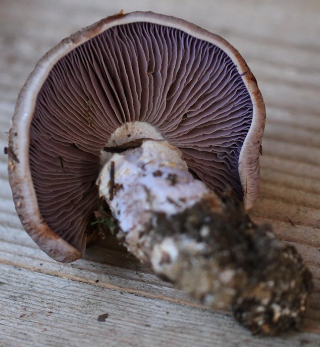 cortinarius largus