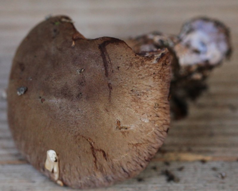 cortinarius largus