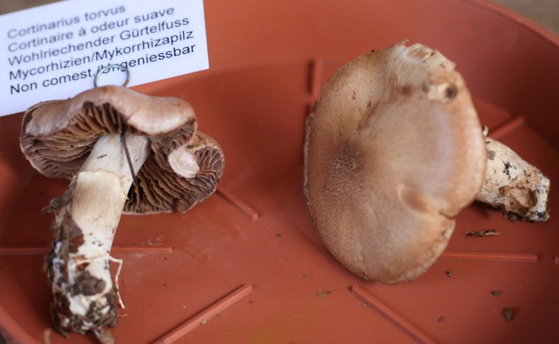 Cortinarius torvus