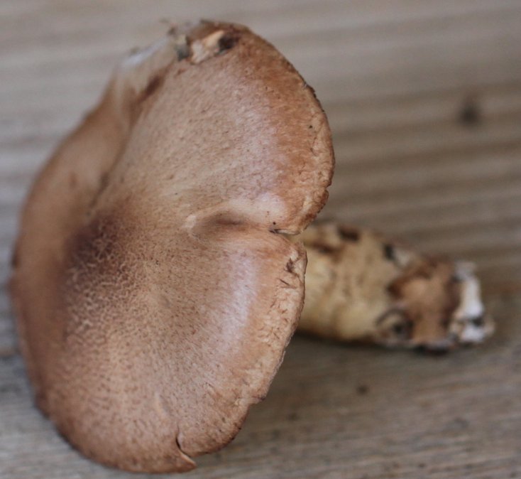 Cortinarius torvus