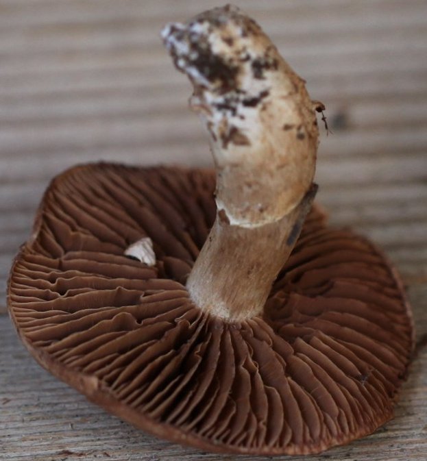 Cortinarius torvus