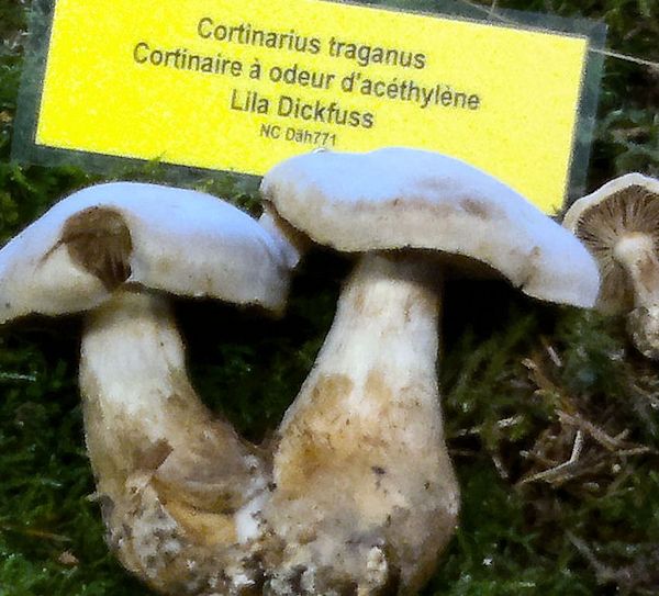 cortinarius traganus