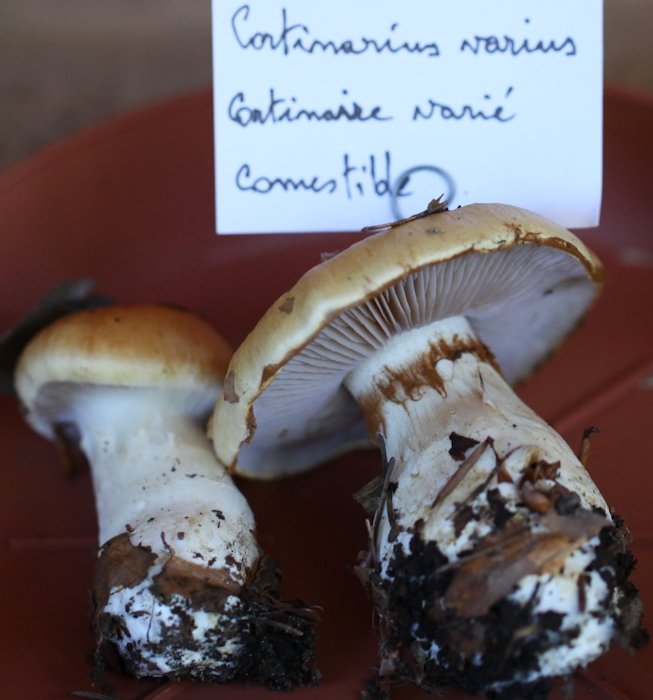 cortinarius varius