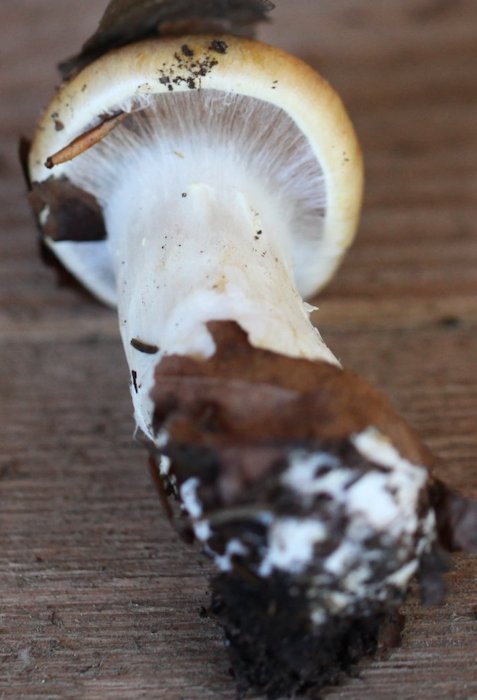 cortinarius varius