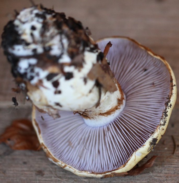 cortinarius varius