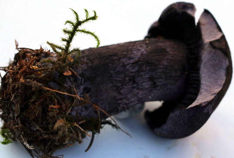 cortinarius violaceus