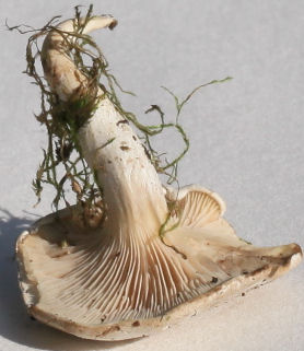 Clitopilus prunulus