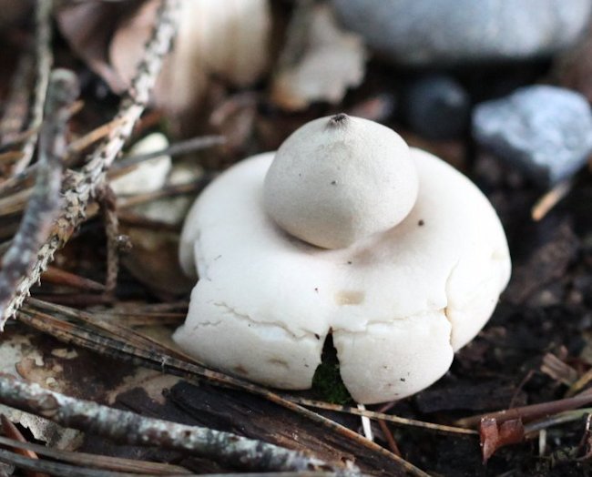 Geastrum fimbriatum