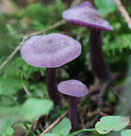 laccaria amethystina