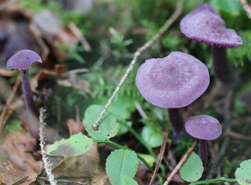 laccaria amethystina