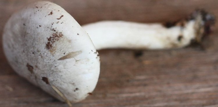 Hygrophorus agasthomus