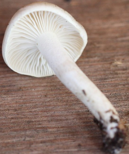 Hygrophorus agasthomus