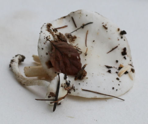 Hygrophorus agasthomus