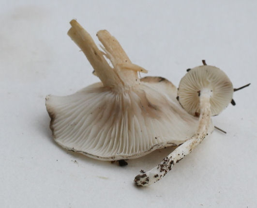 Hygrophorus agasthomus