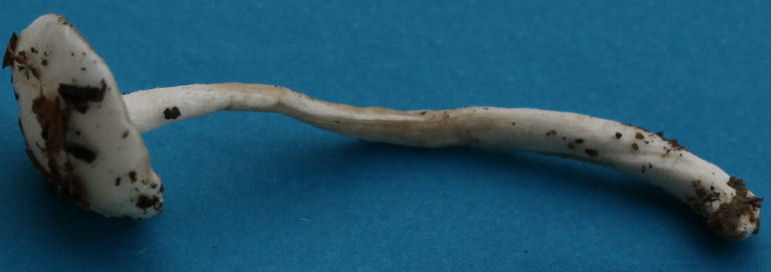 Hygrophorus agasthomus