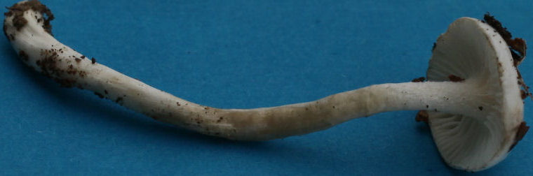 Hygrophorus agasthomus