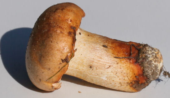 hygrophorus pudorinus