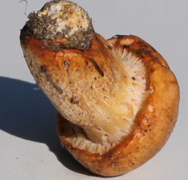 hygrophorus pudorinus