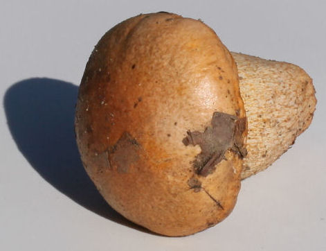 hygrophorus pudorinus