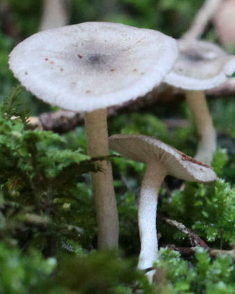 Hygrophorus pustulatus