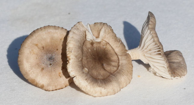 Hygrophorus pustulatus