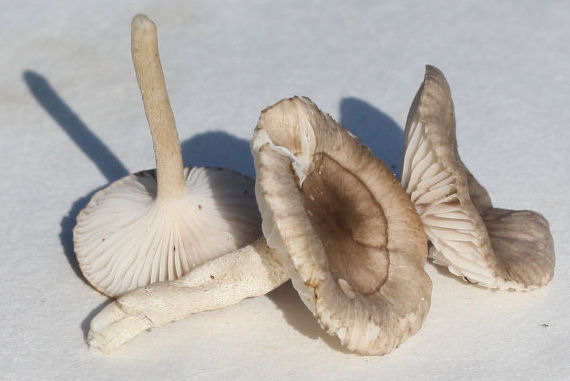 Hygrophorus pustulatus