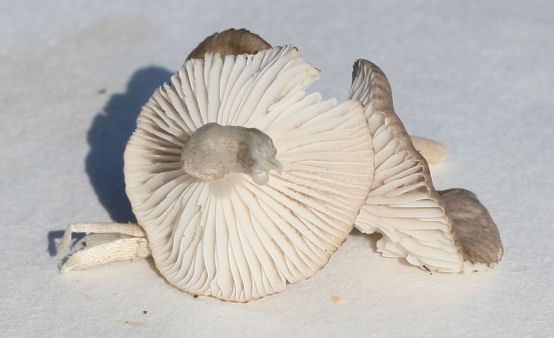 Hygrophorus pustulatus