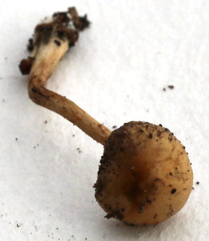 Galerina marginata