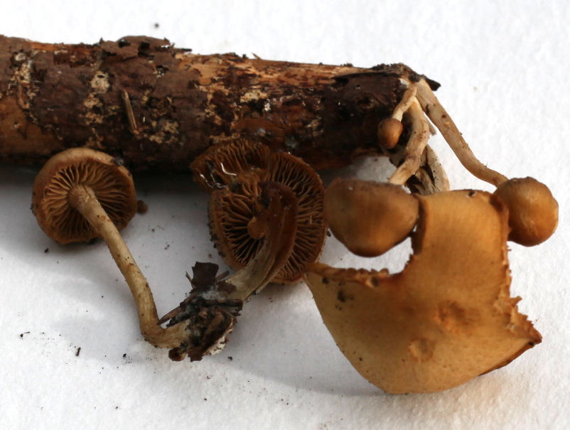 Galerina marginata