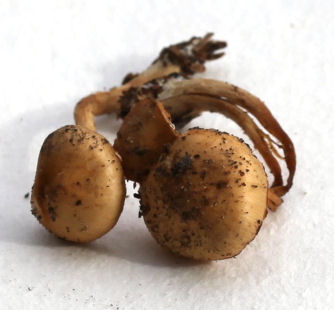 Galerina marginata