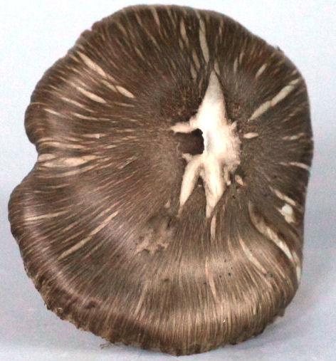 inocybe fastigiata