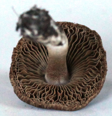 inocybe fastigiata