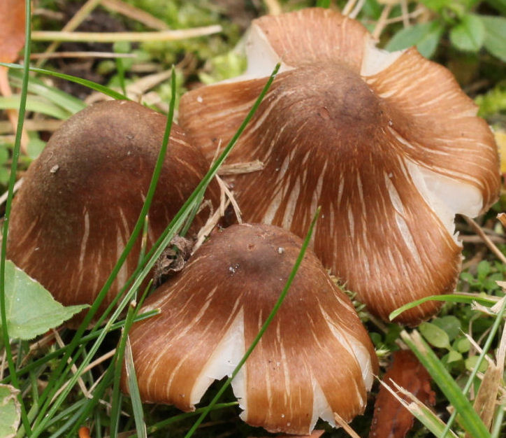 Inocybe fastigiata