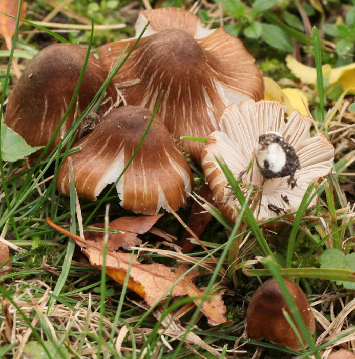 Inocybe fastigiata