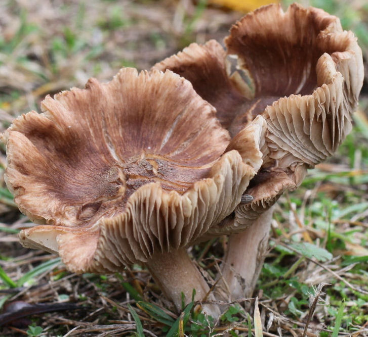 Inocybe fastigiata