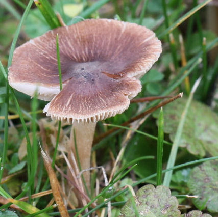 Inocybe fastigiata