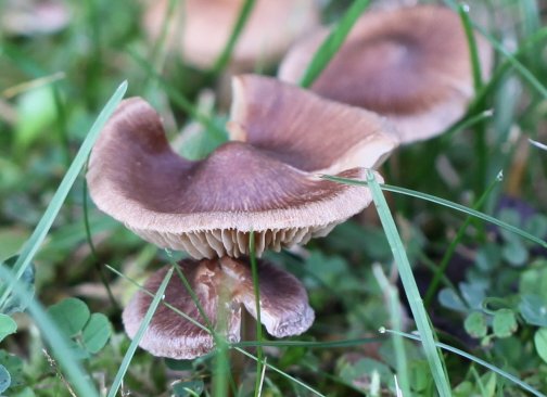 Inocybe fuscidula