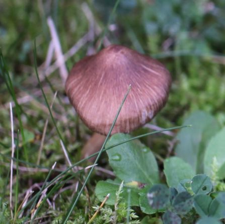 Inocybe fuscidula