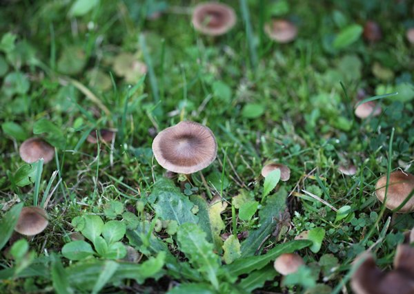 Inocybe fuscidula